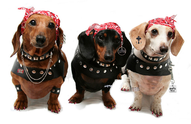 http://www.craft-o-maniac.com/wp-content/uploads/2015/01/dogs-dressed-up.jpg